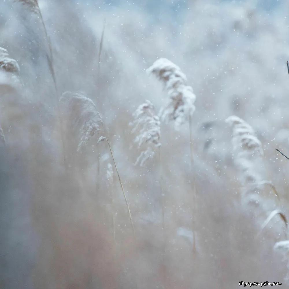 Acoustic Polaroid - Winter Without You